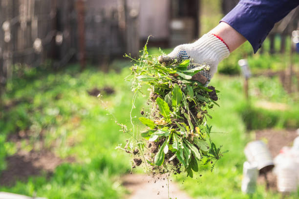 Désherbage à Clermont-Ferrand : éliminez durablement les mauvaises herbes de votre jardin