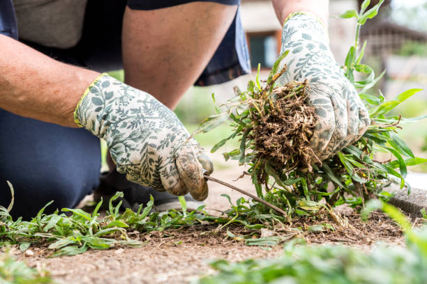 Désherbage à Clermont-Ferrand : éliminez durablement les mauvaises herbes de votre jardin