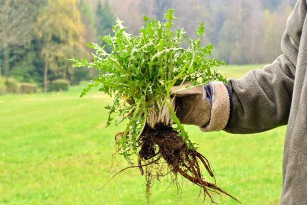 Désherbage à Clermont-Ferrand : éliminez durablement les mauvaises herbes de votre jardin