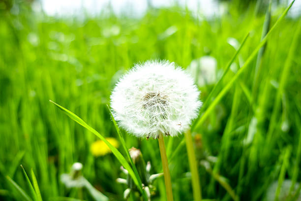 Désherbage à Clermont-Ferrand : éliminez durablement les mauvaises herbes de votre jardin