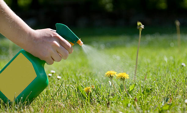 Désherbage à Clermont-Ferrand : éliminez durablement les mauvaises herbes de votre jardin